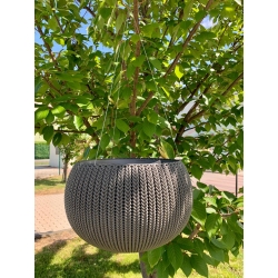 KETER DONICZKA STOJĄCA WISZĄCA 2W1 COZY M 36cm